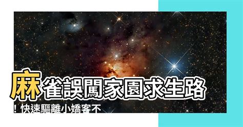 麻雀飛到陽台|麻雀誤闖辦公室是吉兆？單位是不是要「火」？